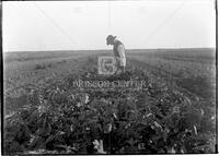 Agricultural field