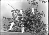 Agricultural fair, display of citrus fruits