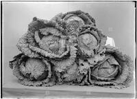 Agricultural fair, display of heads of cabbage