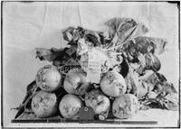 Agricultural fair, display of turnips, 1912