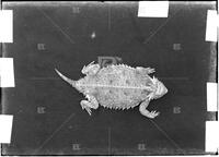 Horned toad, October 9, 1921