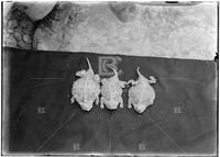 Horned toads