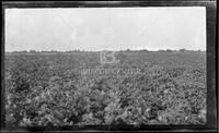 Agricultural field