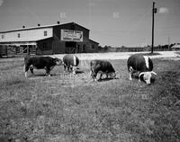 Lakeview Ranch, no. 16469; Rodeo and livestock