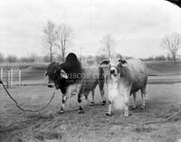 Vernon Frost [cattle], no. 16457; Rodeo and livestock