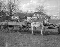 Horses and cart, 16566