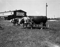 Lakeview Ranch, no. 16469; Rodeo and livestock