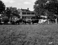 Cows, no. 16469; Rodeo and livestock