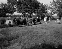 Cows, no. 16469; Rodeo and livestock