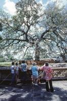 Treaty Oak, 1989/06