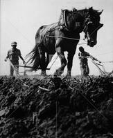 Boys plowing cotton field