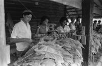 Tobacco farming