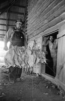 Tobacco farming