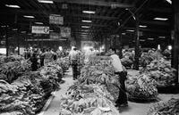 Tobacco farming