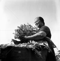 Tobacco farming