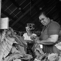 Tobacco farming