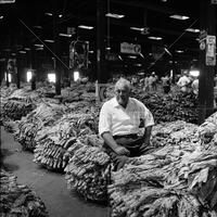 Tobacco farming