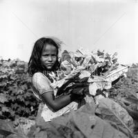 Tobacco farming