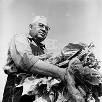 Tobacco farming