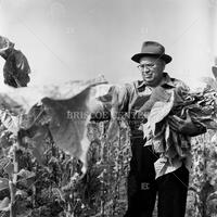 Tobacco farming