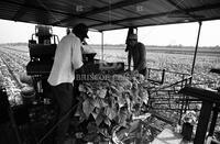 Tobacco farming