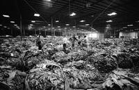 Tobacco farming