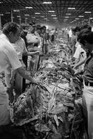 Tobacco farming