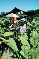 Tobacco farming