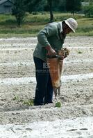 Tobacco farming