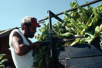 Tobacco farming