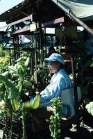 Tobacco farming