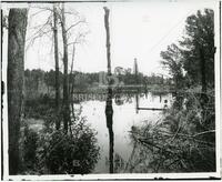 Oil derrick in marsh