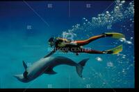 Diver with dolphin