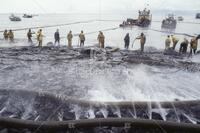 Valdez oil spill, Exxon