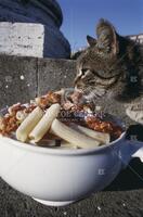 Cat eating pasta