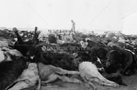 Dead steers during drought