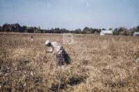 Cotton Picking in Alabama,  1959