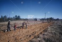 Potato harvest in Alabama, 1959