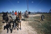 Potato harvest in Alabama, 1959