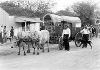 Ox teams, Lockhart Centennial Pageant