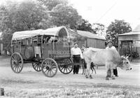 Ox teams, Lockhart Centennial Pageant