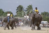 Elephant round-up in Surin province Thailand