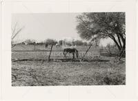 Brownie, the Shetland Pony, Grandbury, Texas, 1989'