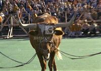 Photograph of UT and A&M football game