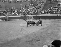 Bull Fight - Mexico