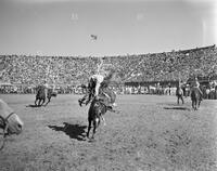 Huntsville - Rodeo