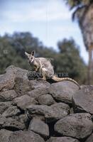 Living fossils, Australian Rock Wallaby