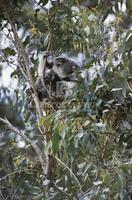 Living fossils, Australian Koala Bear