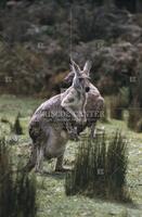 Living fossils, Australian Kangaroo