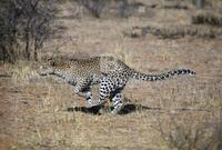 Leopard, Cats of Africa